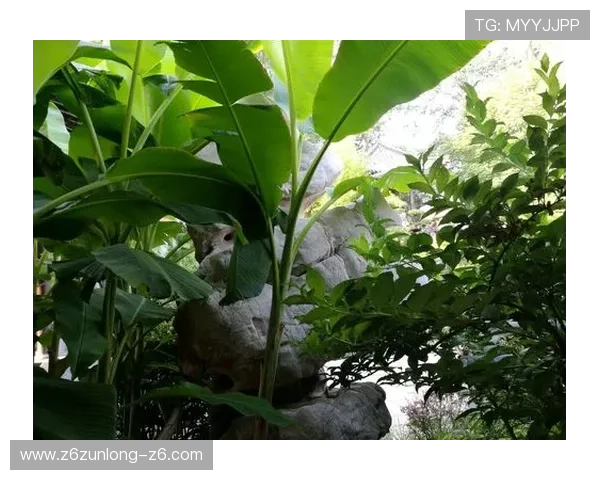 深入了解尊龙Z6，揭示人生就是博的真谛